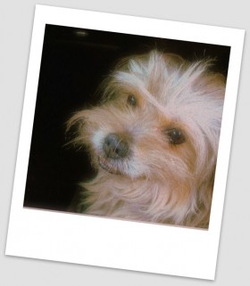 Charo